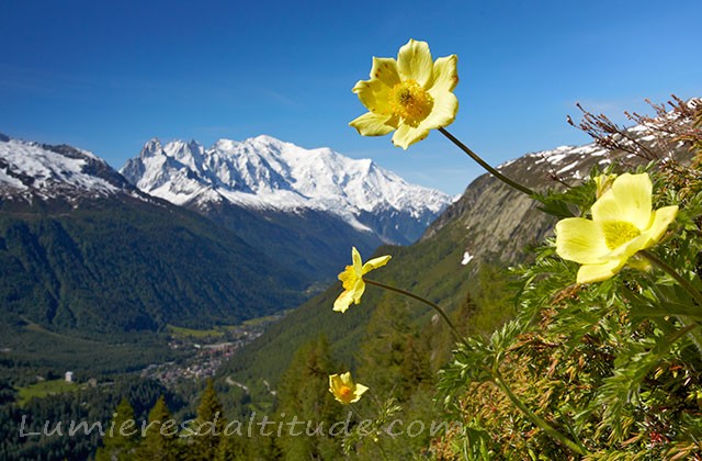 Anemone Pulsatile et Mont-Blanc