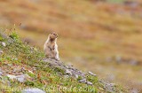 Ecureuil terrestre, Denali, Alaska, USA