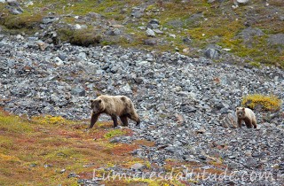 Grizzli, Denali, Alaska, Usa