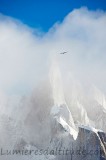 Condor en vol vers le Cerro Torre, Patagonie