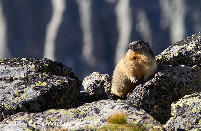 Marmotte, Chamonix, France