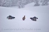 TÃ©tras lyre en hiver, Haute-Savoie, France