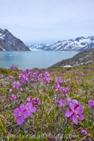 Groenland, fleurs et fjord Sermiligaq