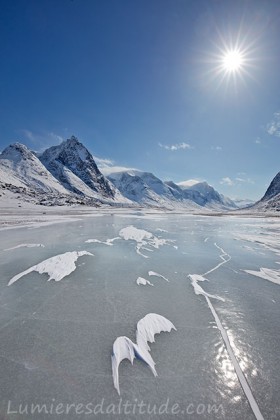 Mouette de neige..., Terre de Baffin, Canada
