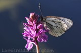 Papillon sur orchidee, Chamonix, France