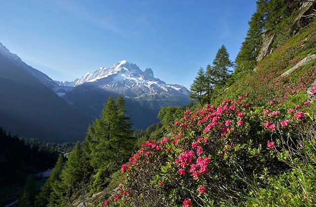 Aiguille Verte and Rhododendrons